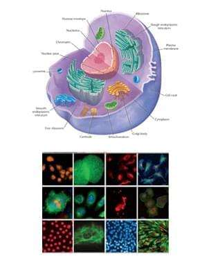 cGMP Cell-based Potency Assays 